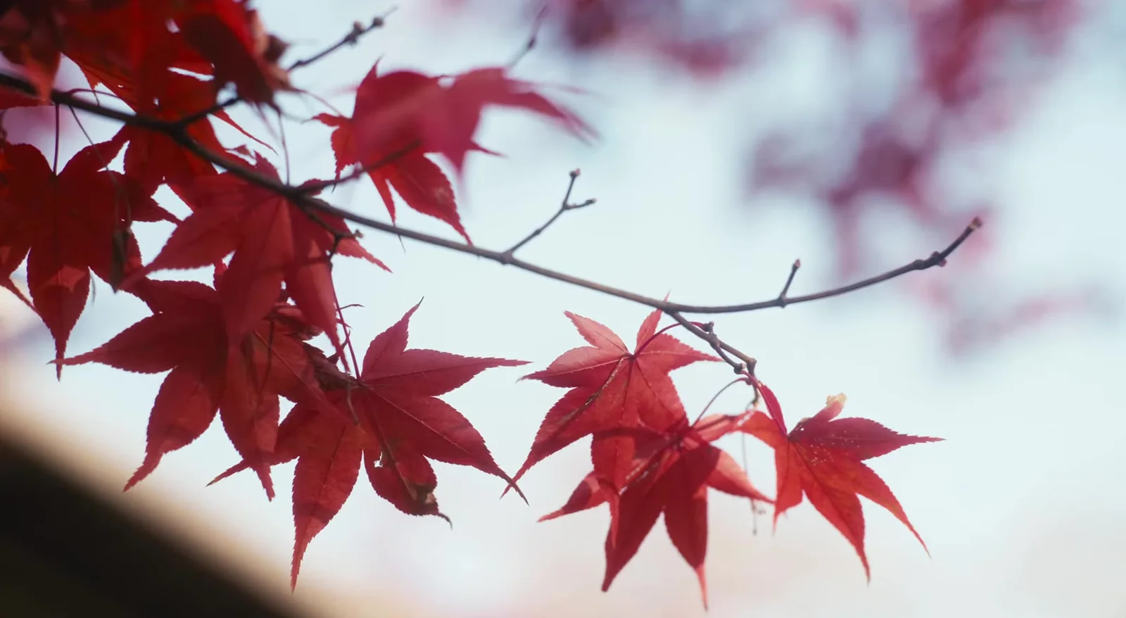 七里川渓谷の紅葉
